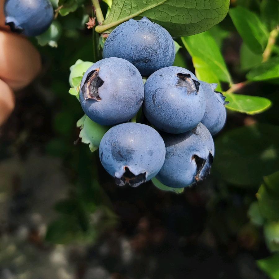 蓝莓草莓管够