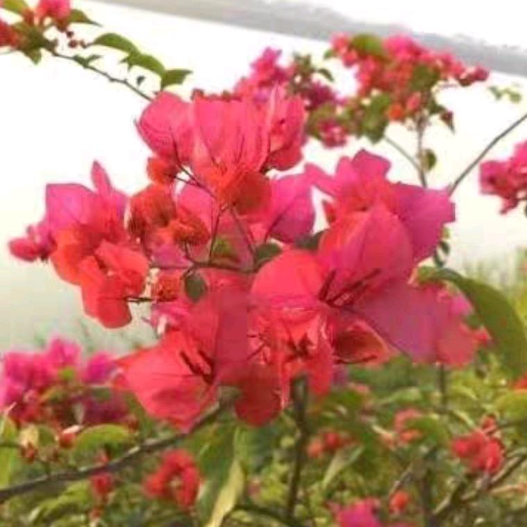 ❤️燕❤️☘️🍀