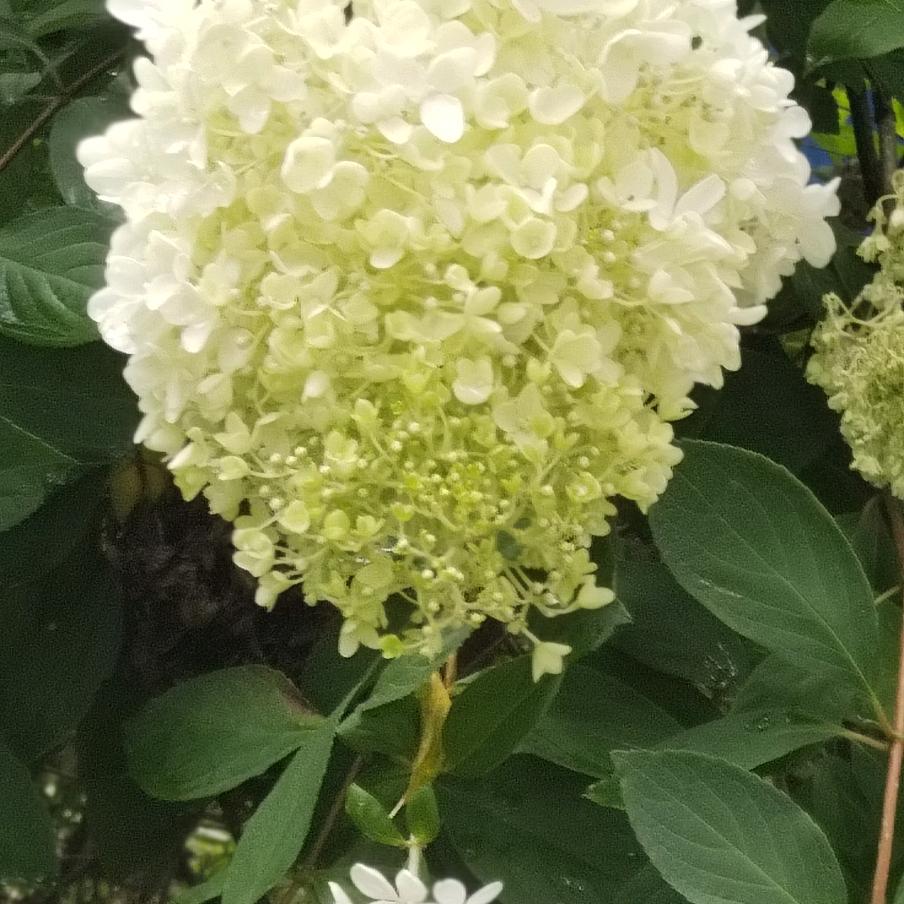 桃花飘雪