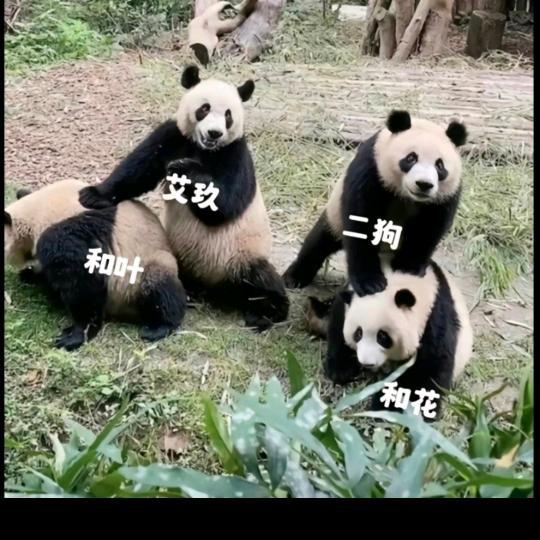 熊猫馆