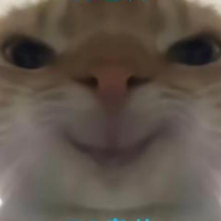 哈基咪