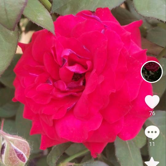 情有独钟爱你的人