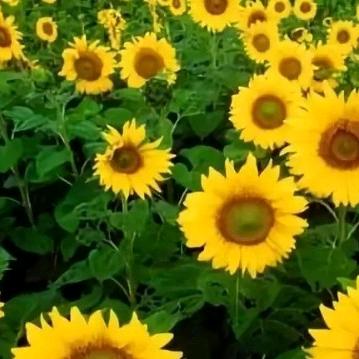 向阳花