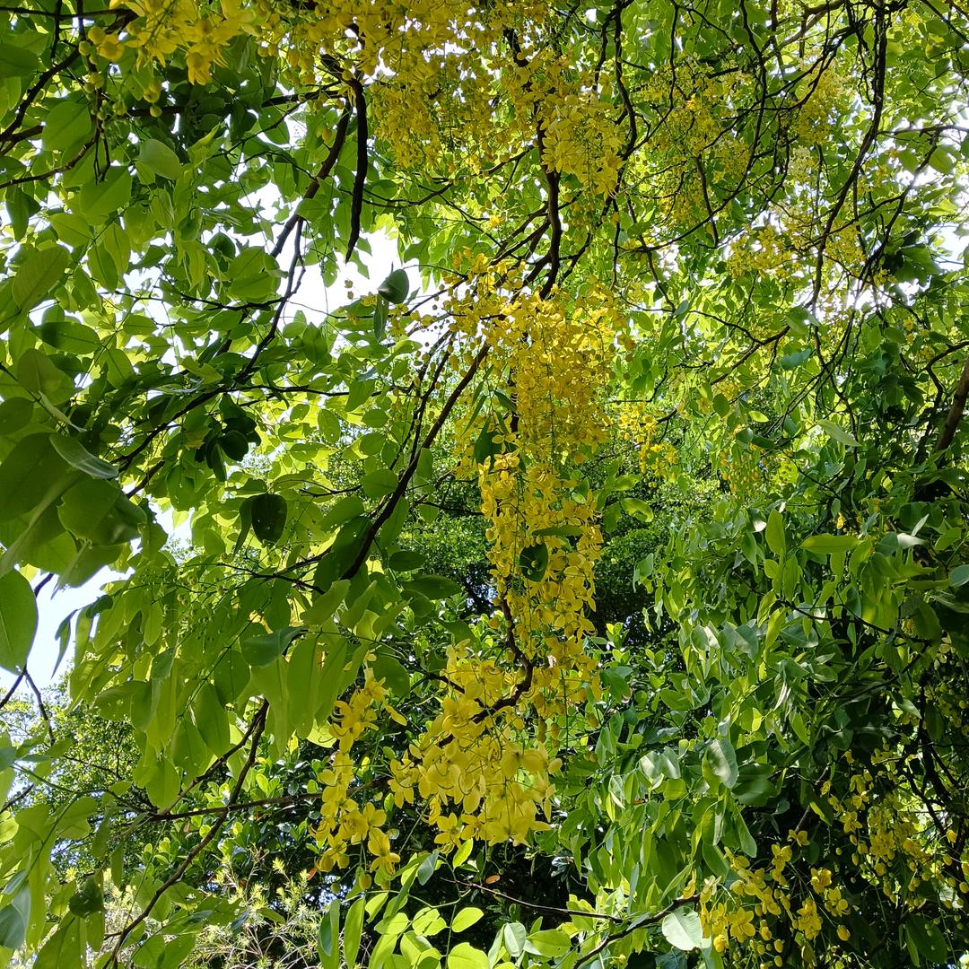 花花宇宙