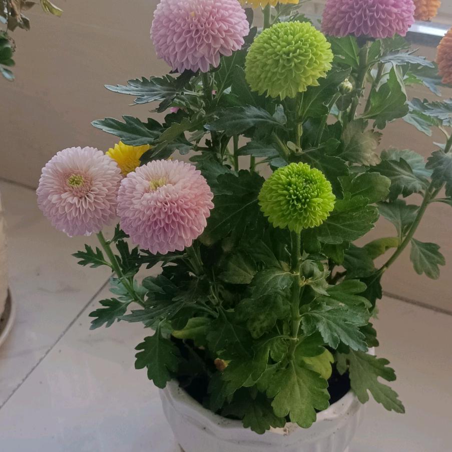 胡哥