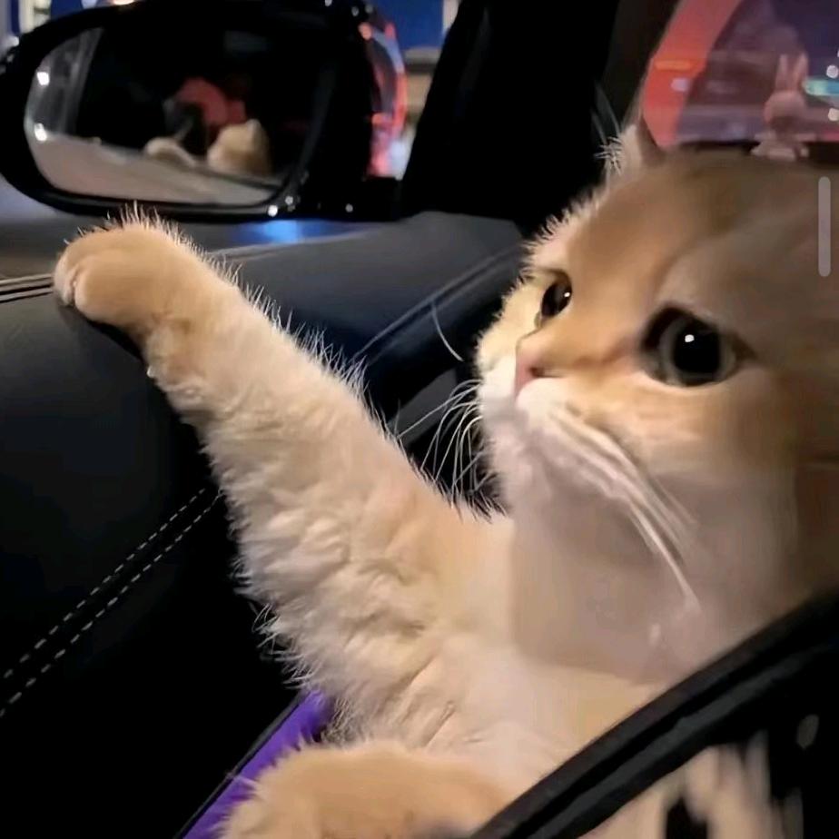 爱养小猫