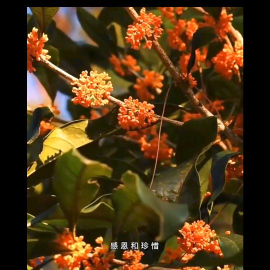 红叶