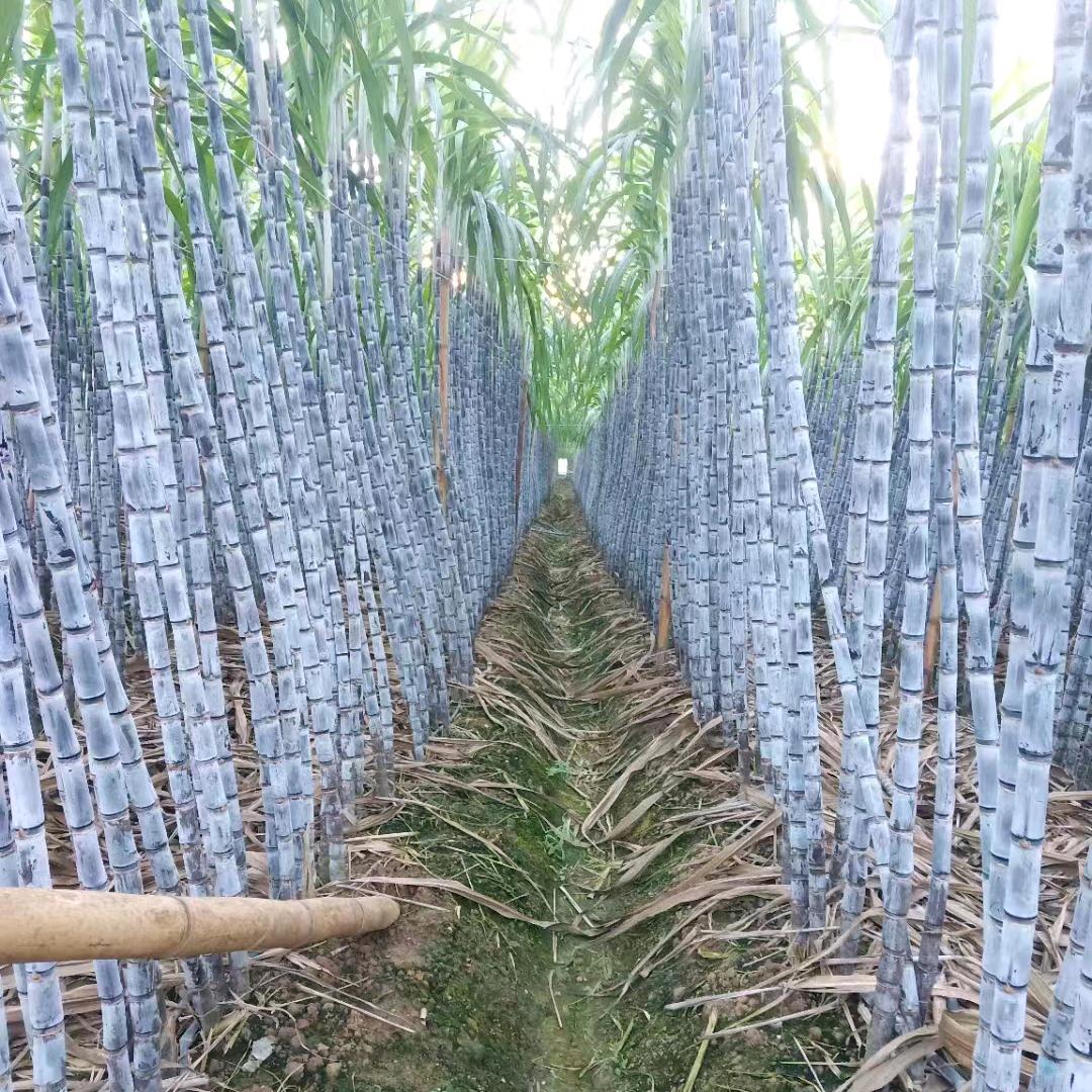 黄金甘蔗。代购，代发。