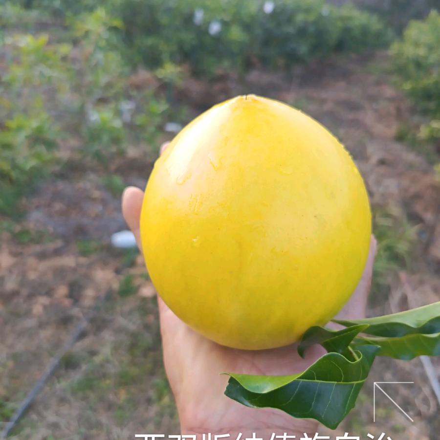 黄金果种植基地