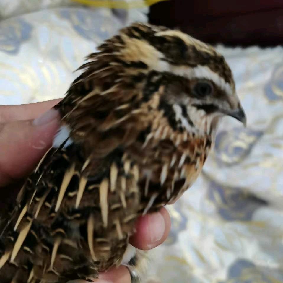 柘城铭硕畜牧特色生活坊