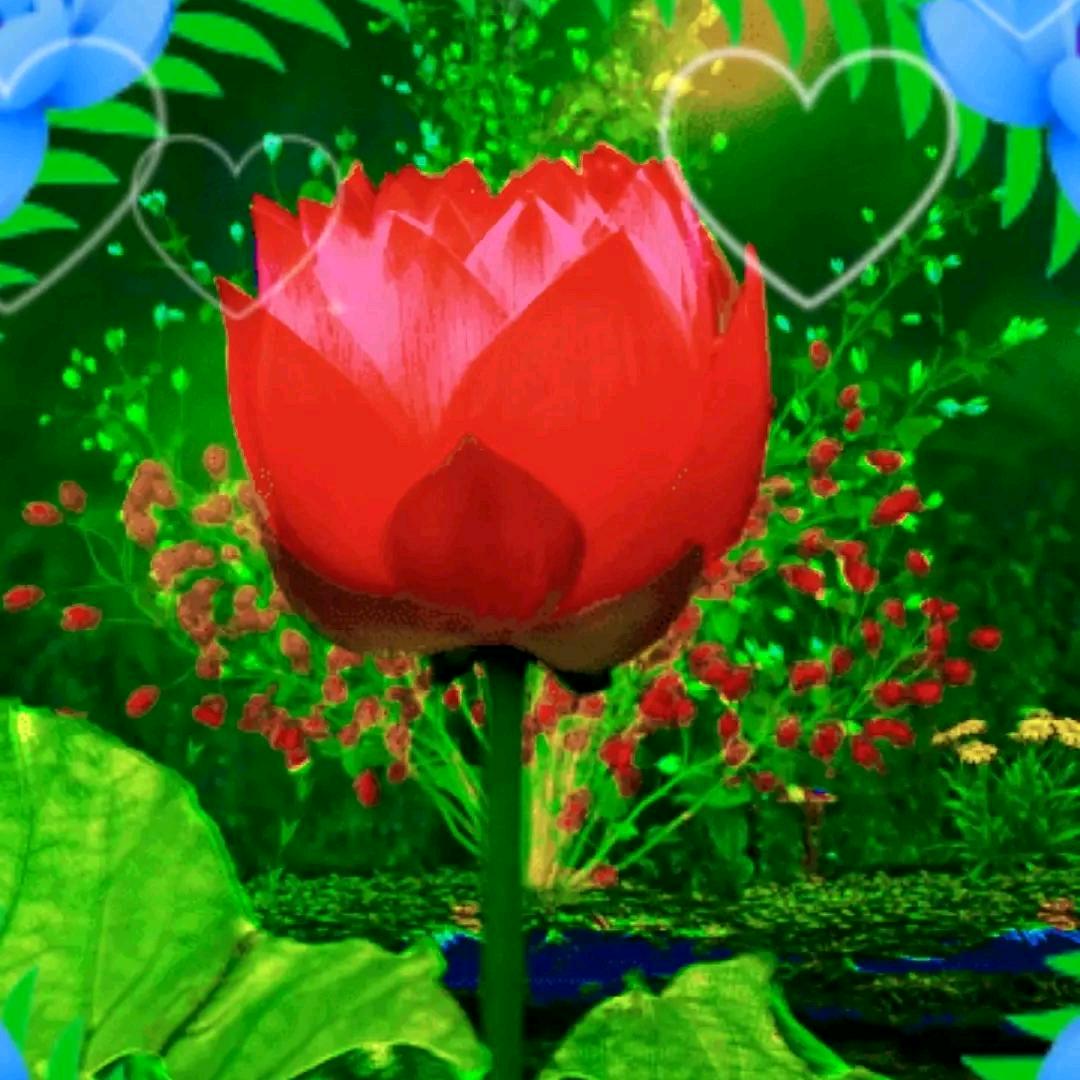 左菊