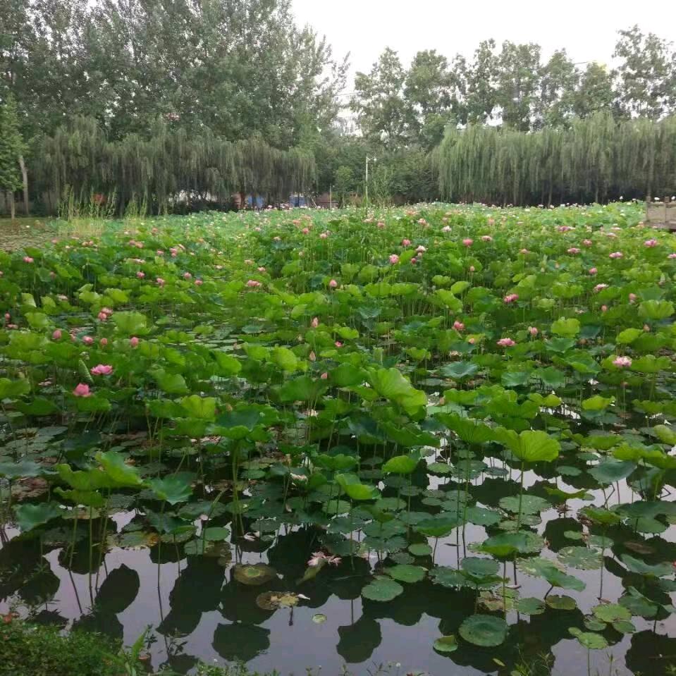 随心就好  心想事成