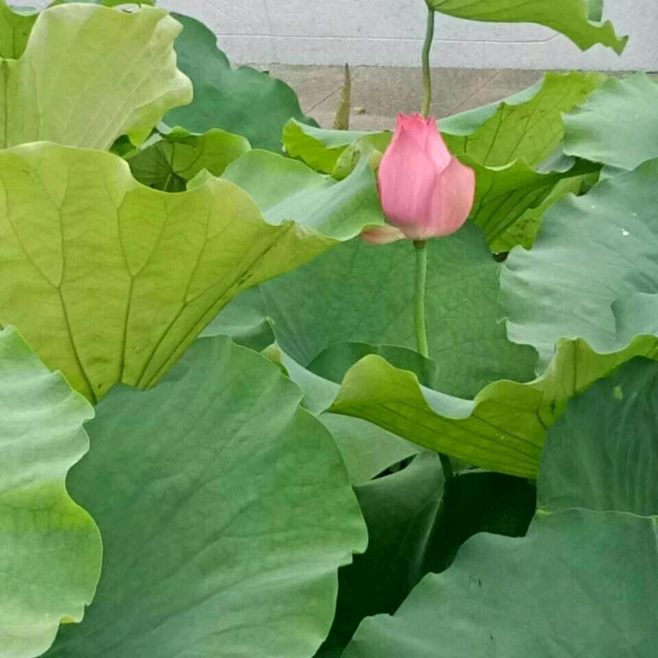 ❤️心想事成❤️