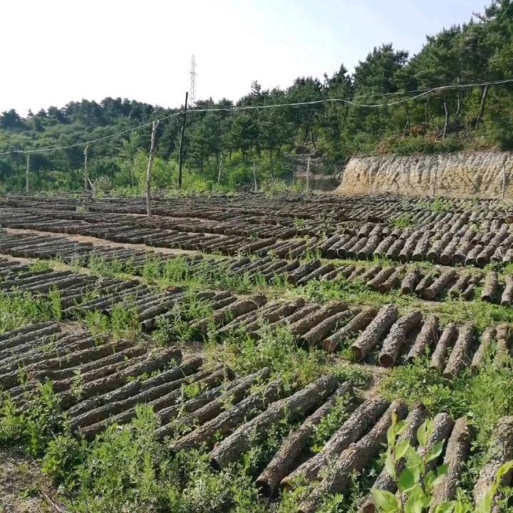 陵川特产