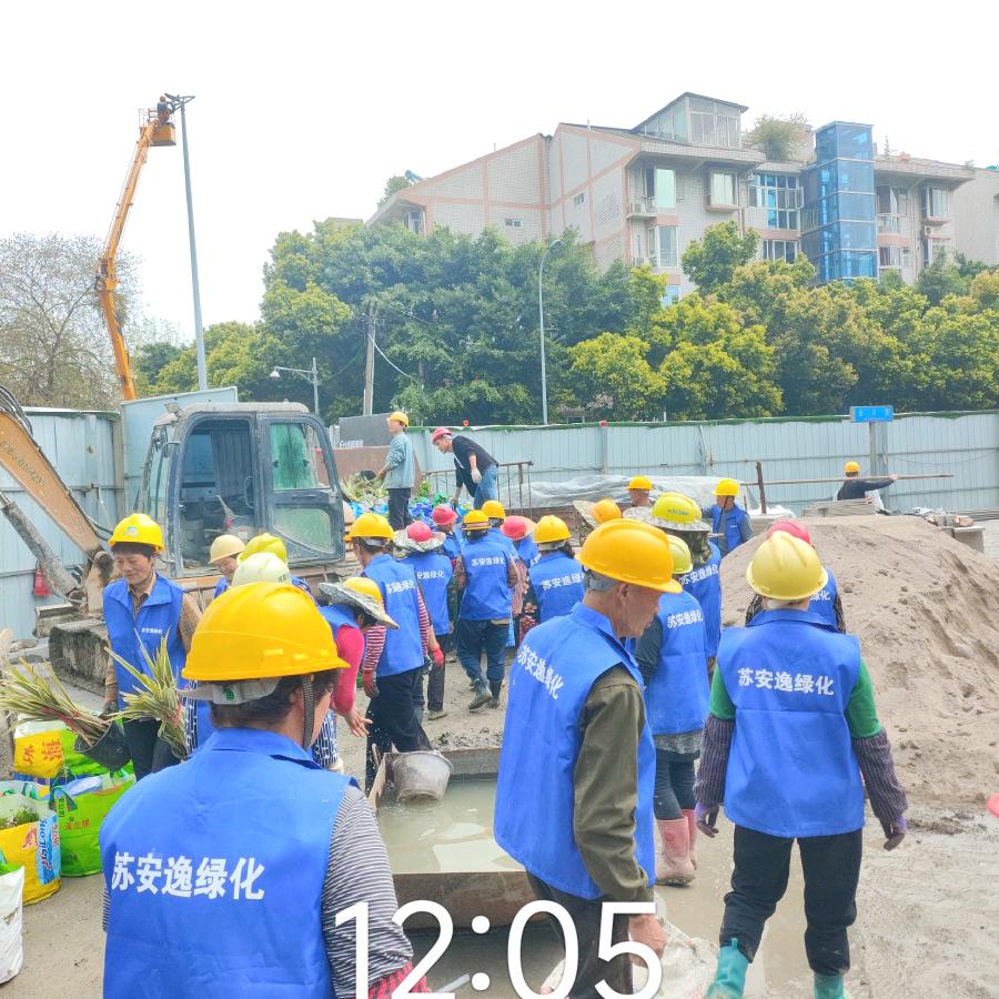 要绿化工人联系,苏安逸🐯