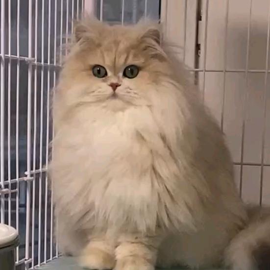 猫班长
