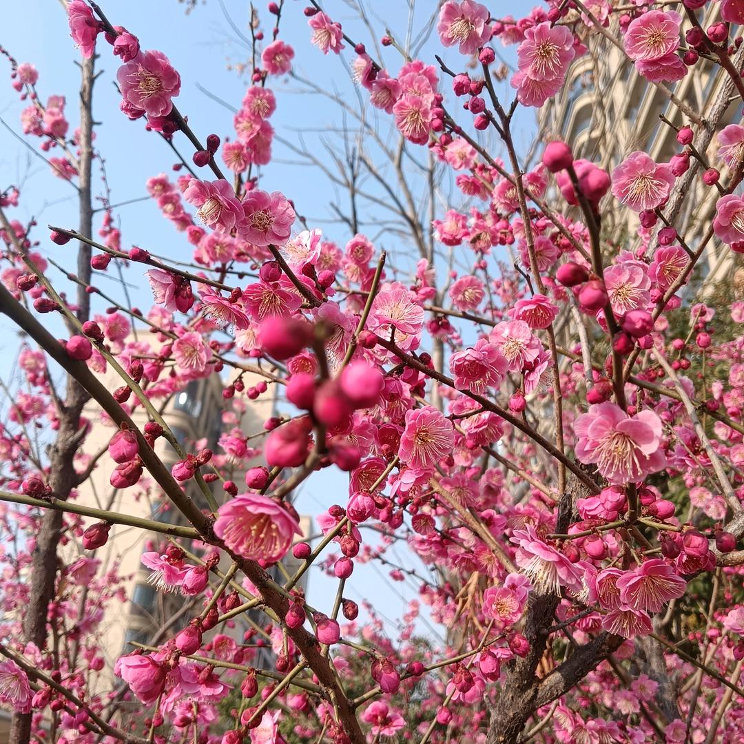 傲雪寒梅