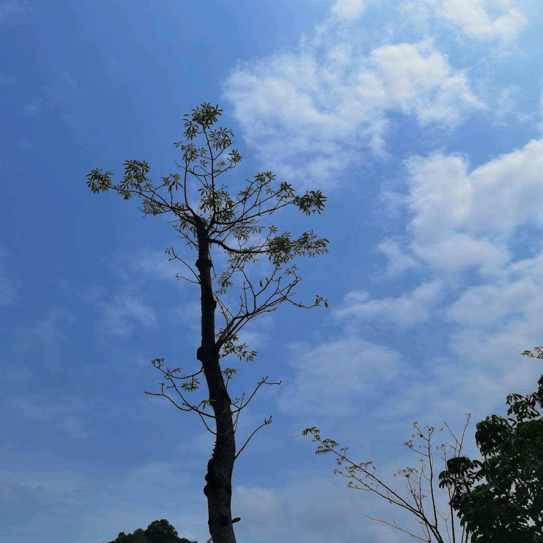 节奏盒子爱喝蓝色柠檬水