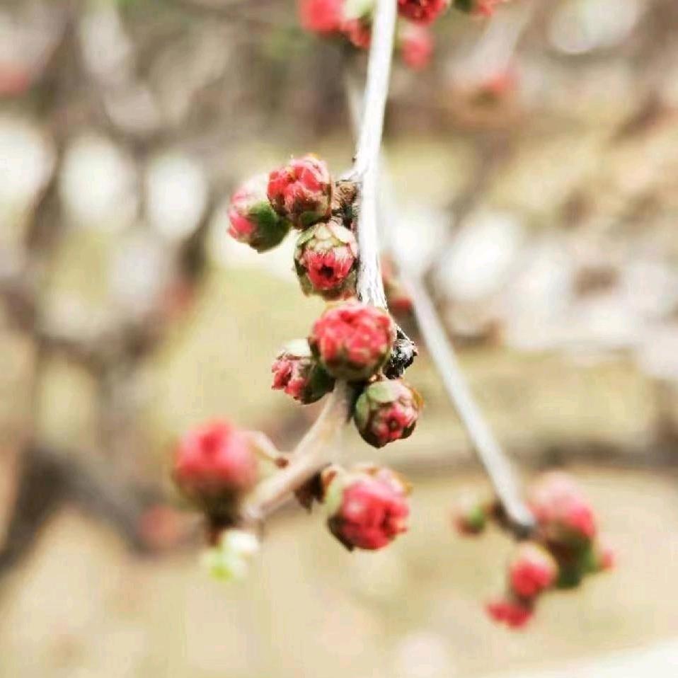 蒋红梅