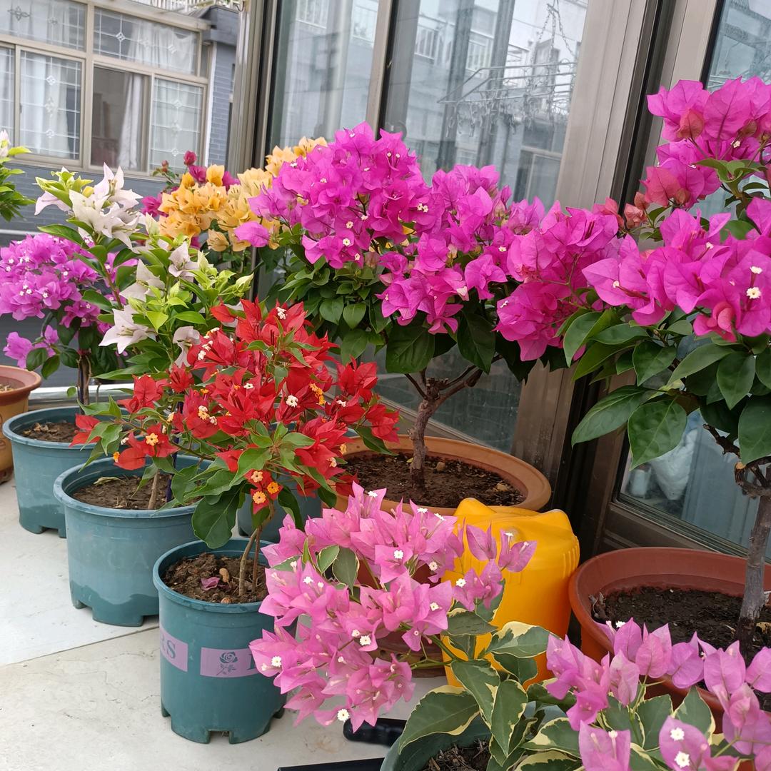 爱花花草草