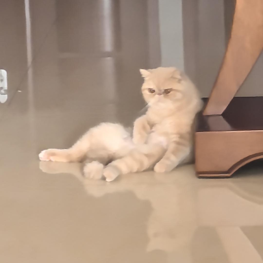 波叔
