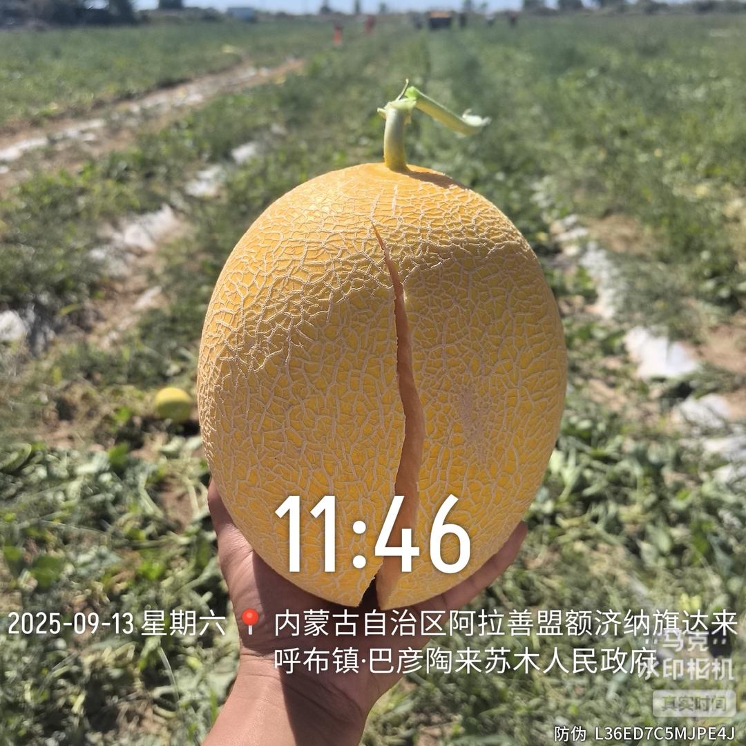 @我的哈密瓜呢