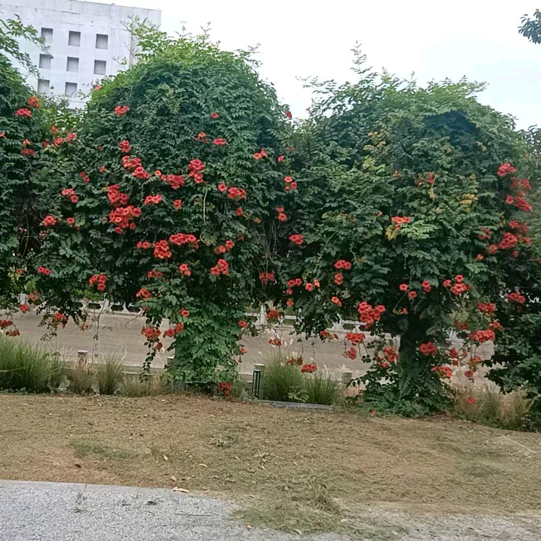 带刺的玫瑰🌹