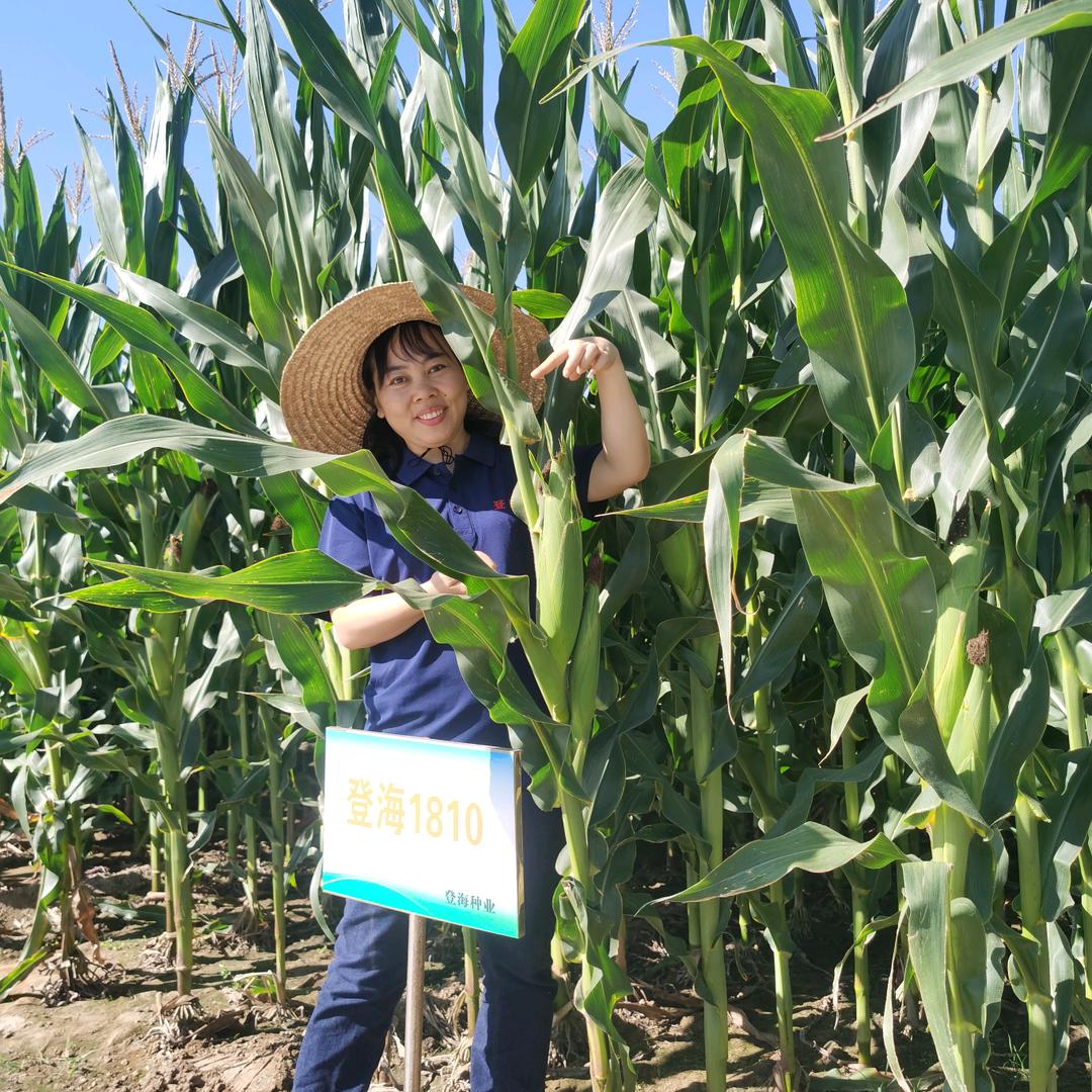 山东登海宇玉种业有限公司