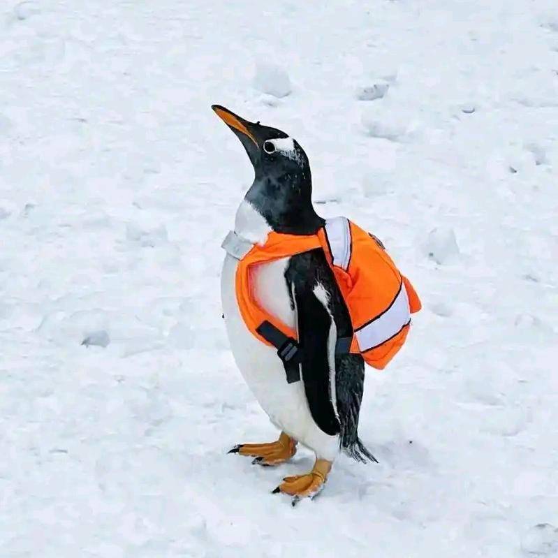 哈尔滨极地公园线上售票员