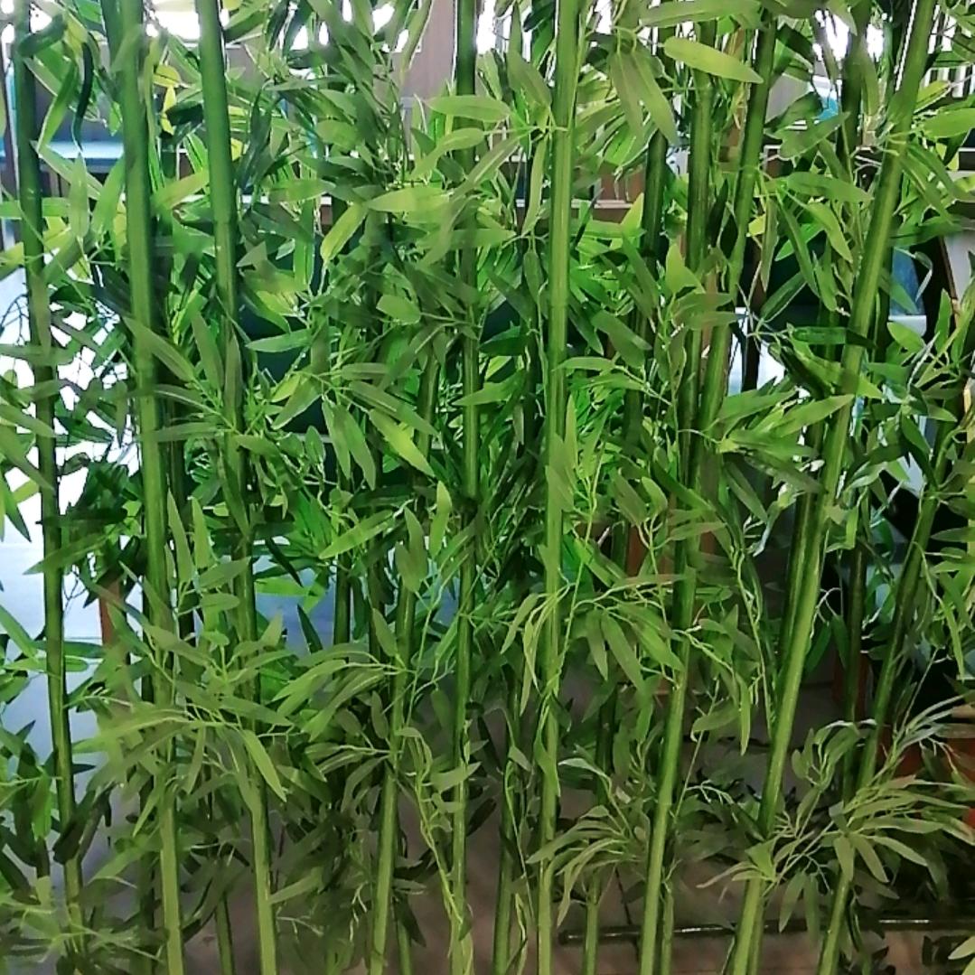 张瑞