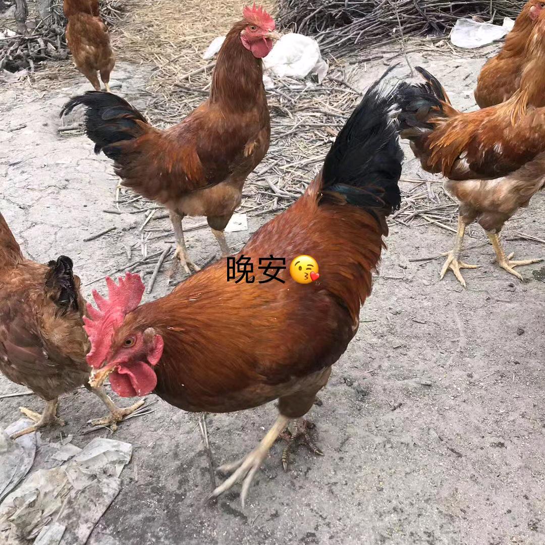嘉兴鸡王🐓散养土鸡