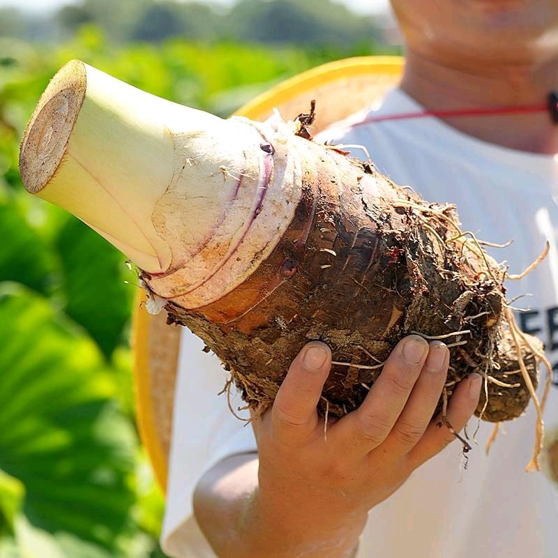 炮弹芋头 2025上市    粤北大鹏