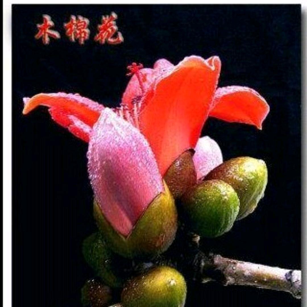 木棉花