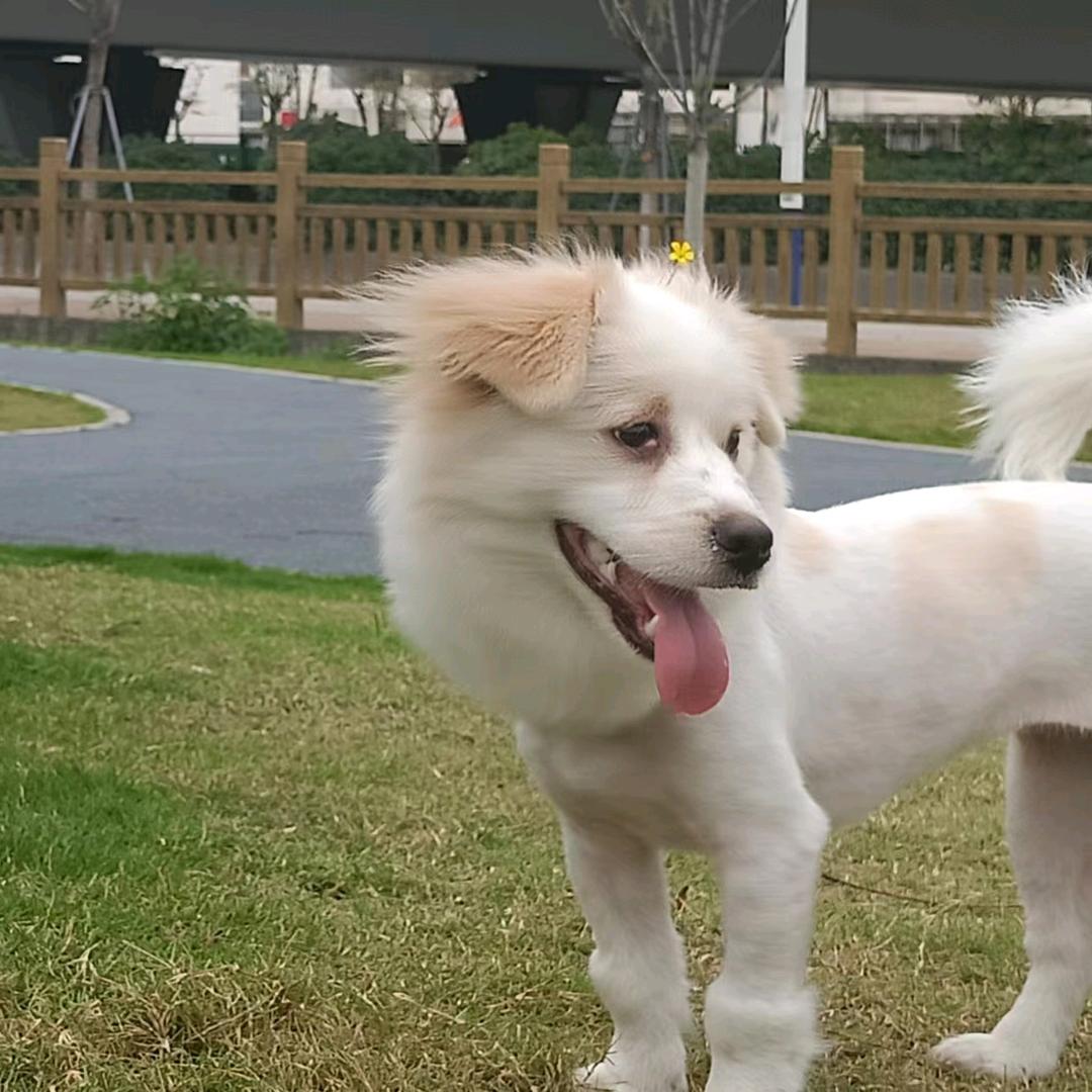 疯狂的小狗