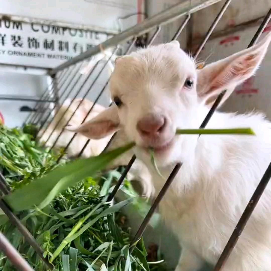 老张养羊