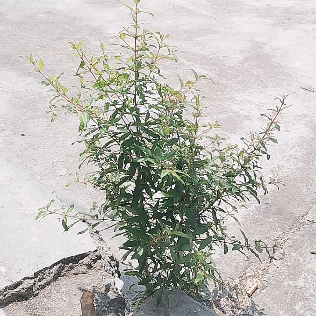 绝世高温