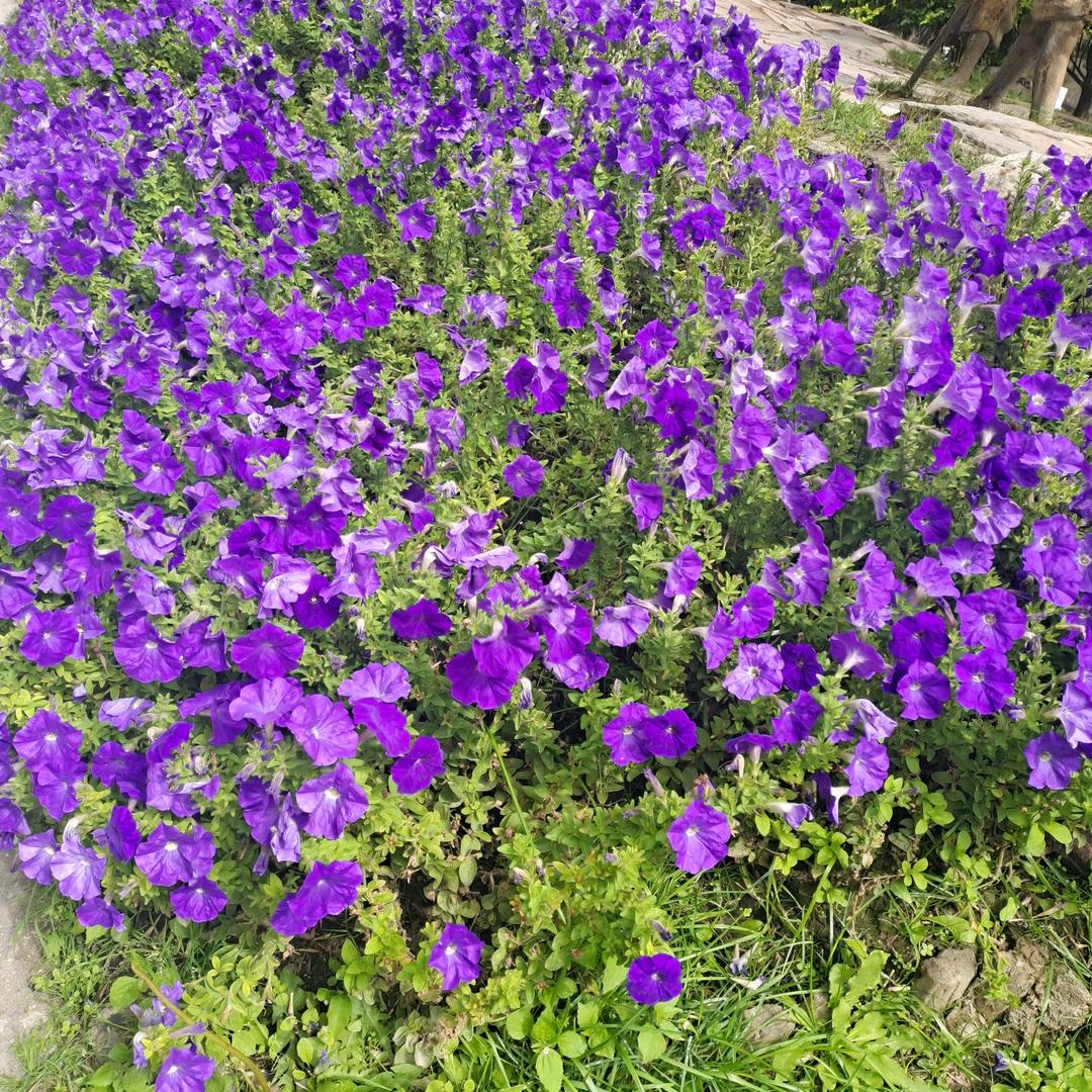 简