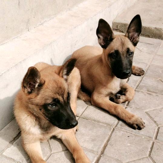 马犬多米