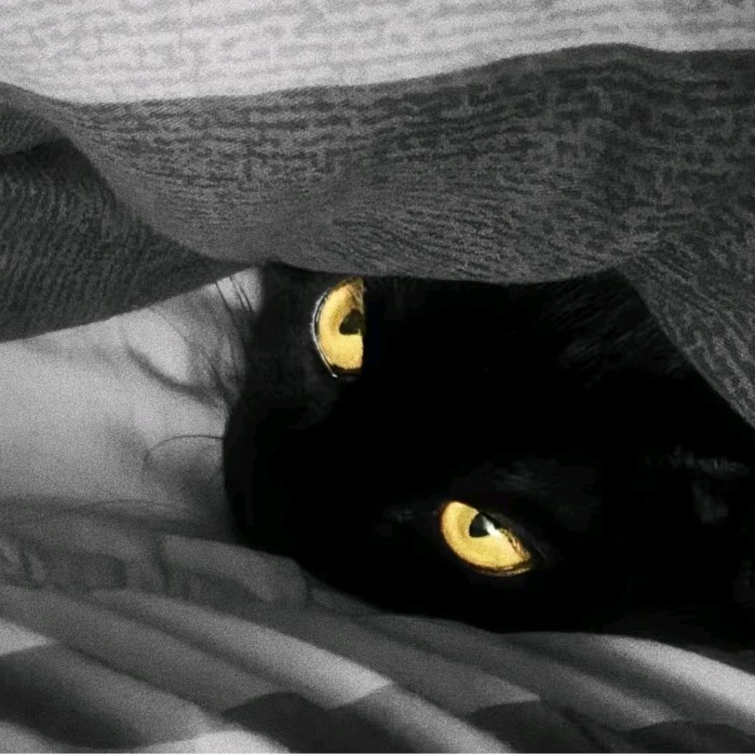 ZHenY