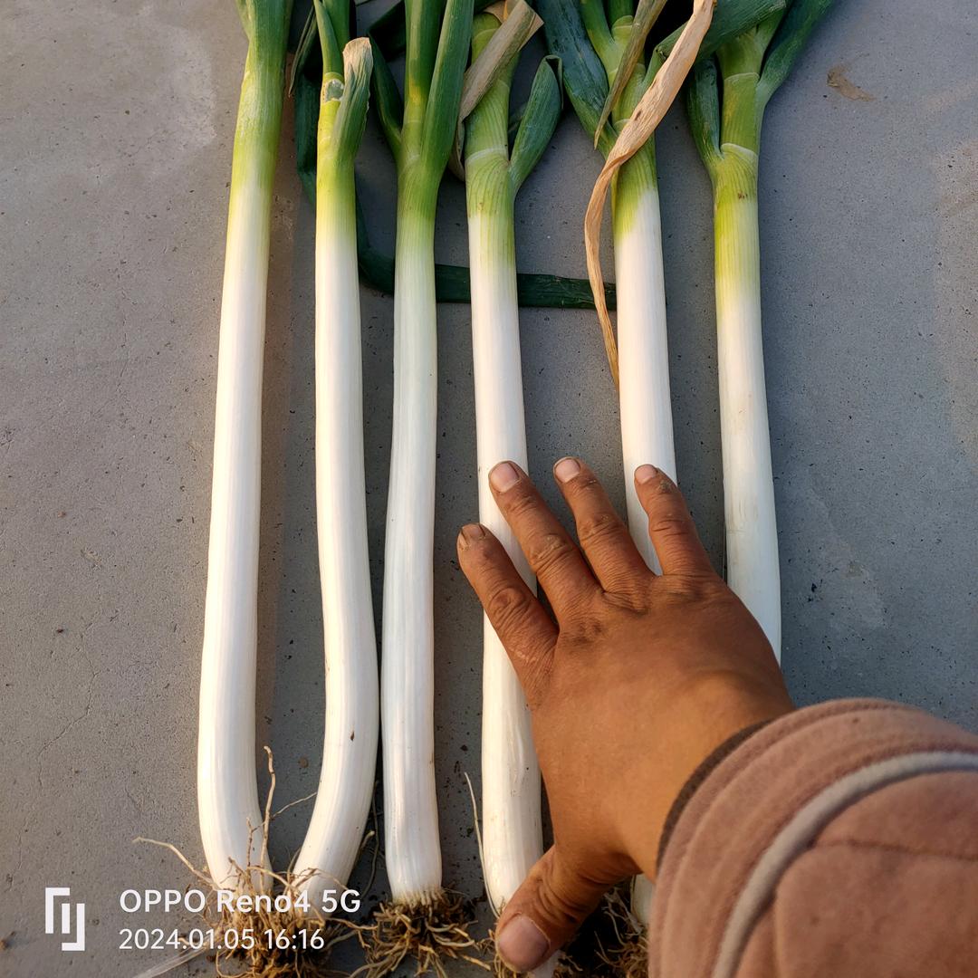 周囗淮阳张长林大葱代办