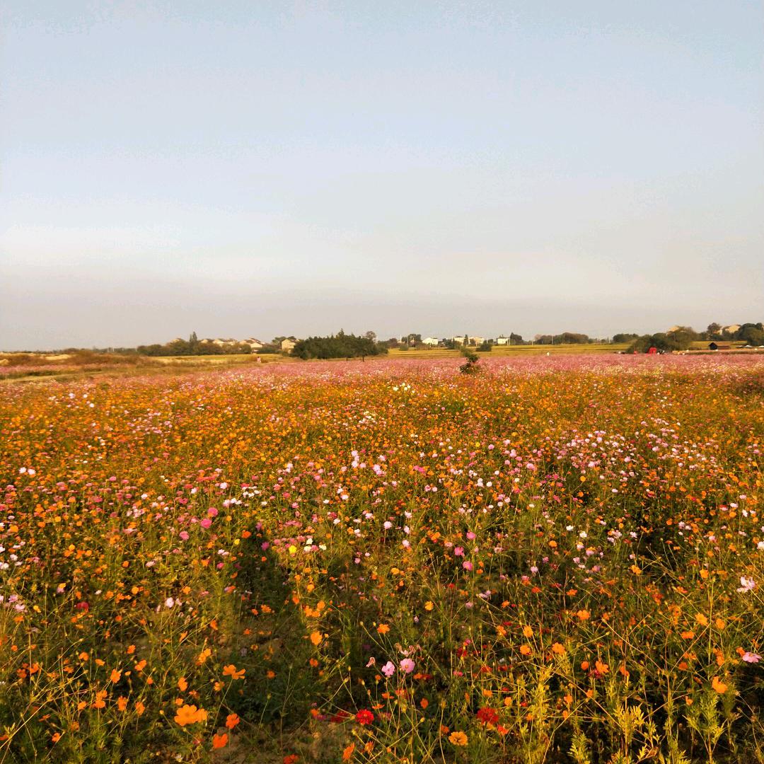 沙漠里的一粒沙