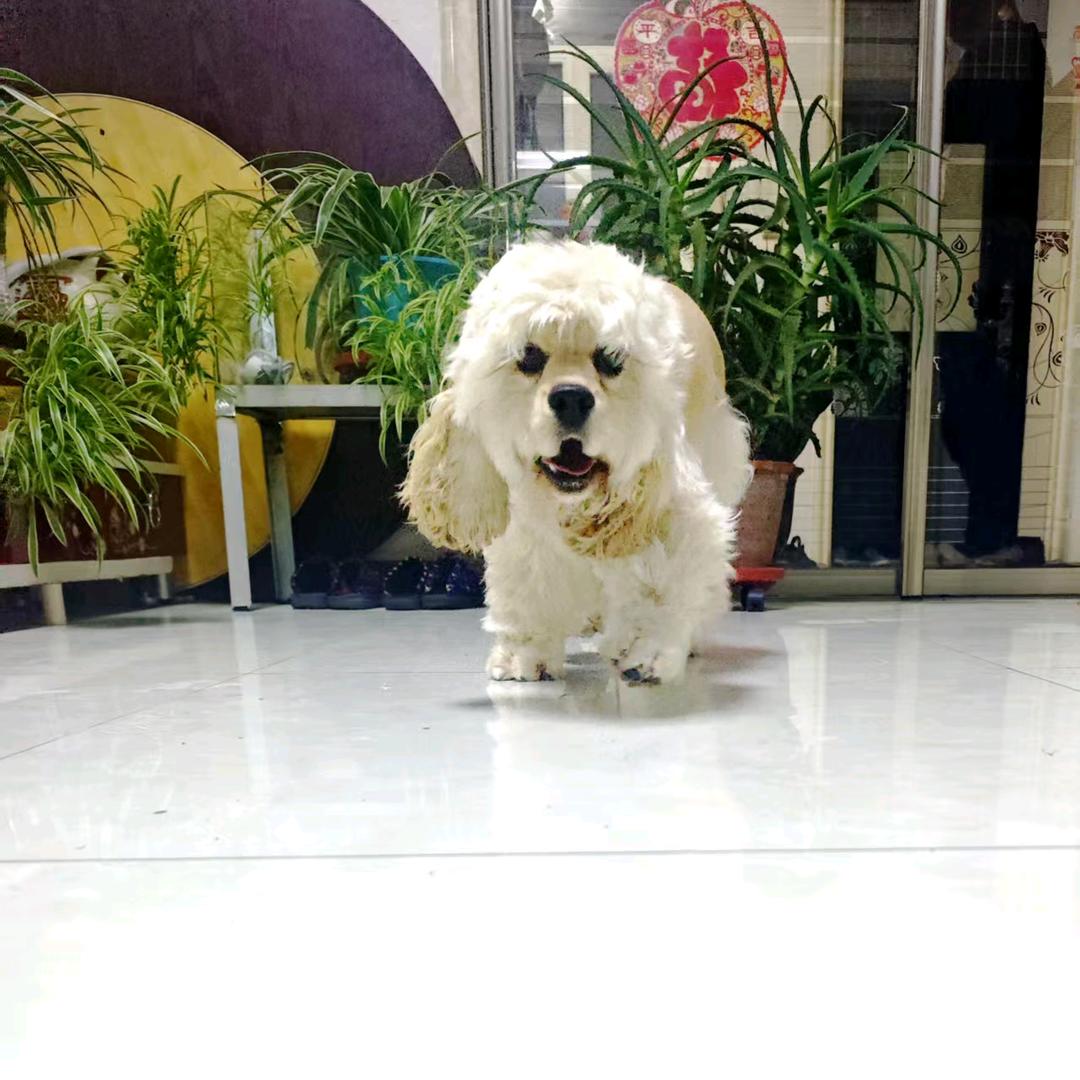 盛菲美卡犬舍