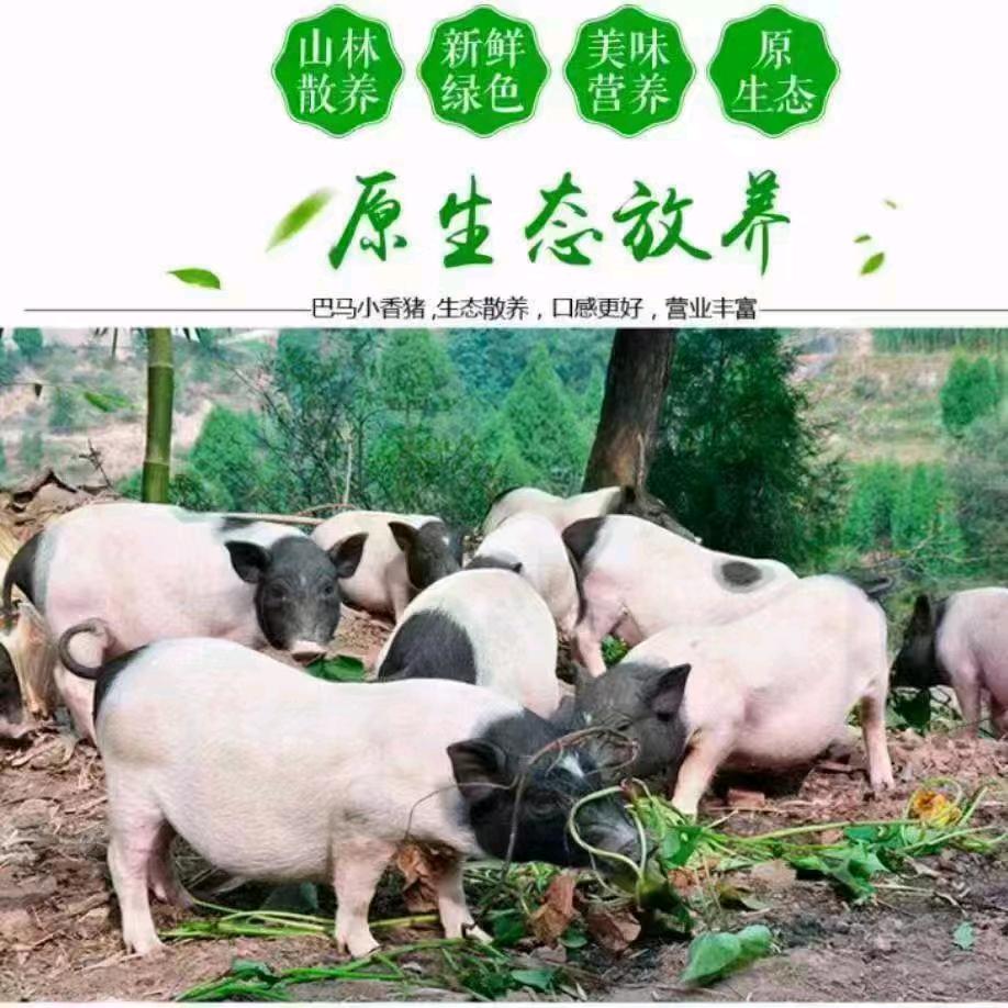 绿色巴马香猪养殖