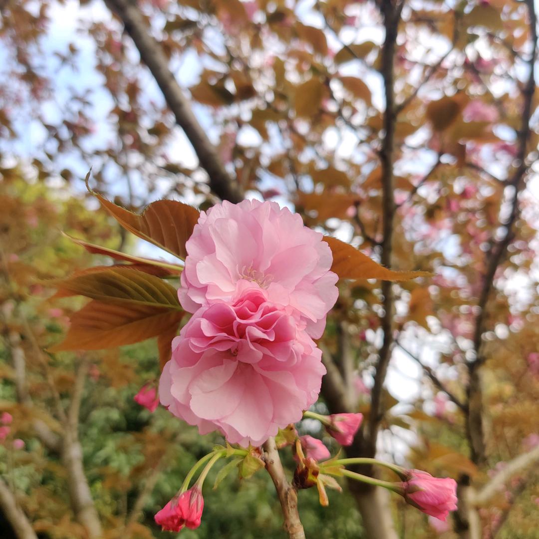 梦若初醒