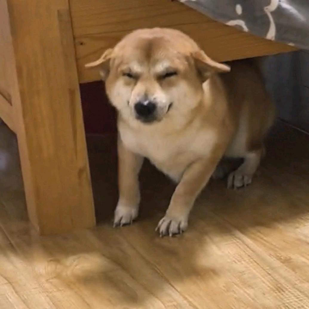 大灰狼.|°з°|