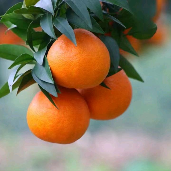 柑橘皇帝