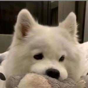朱