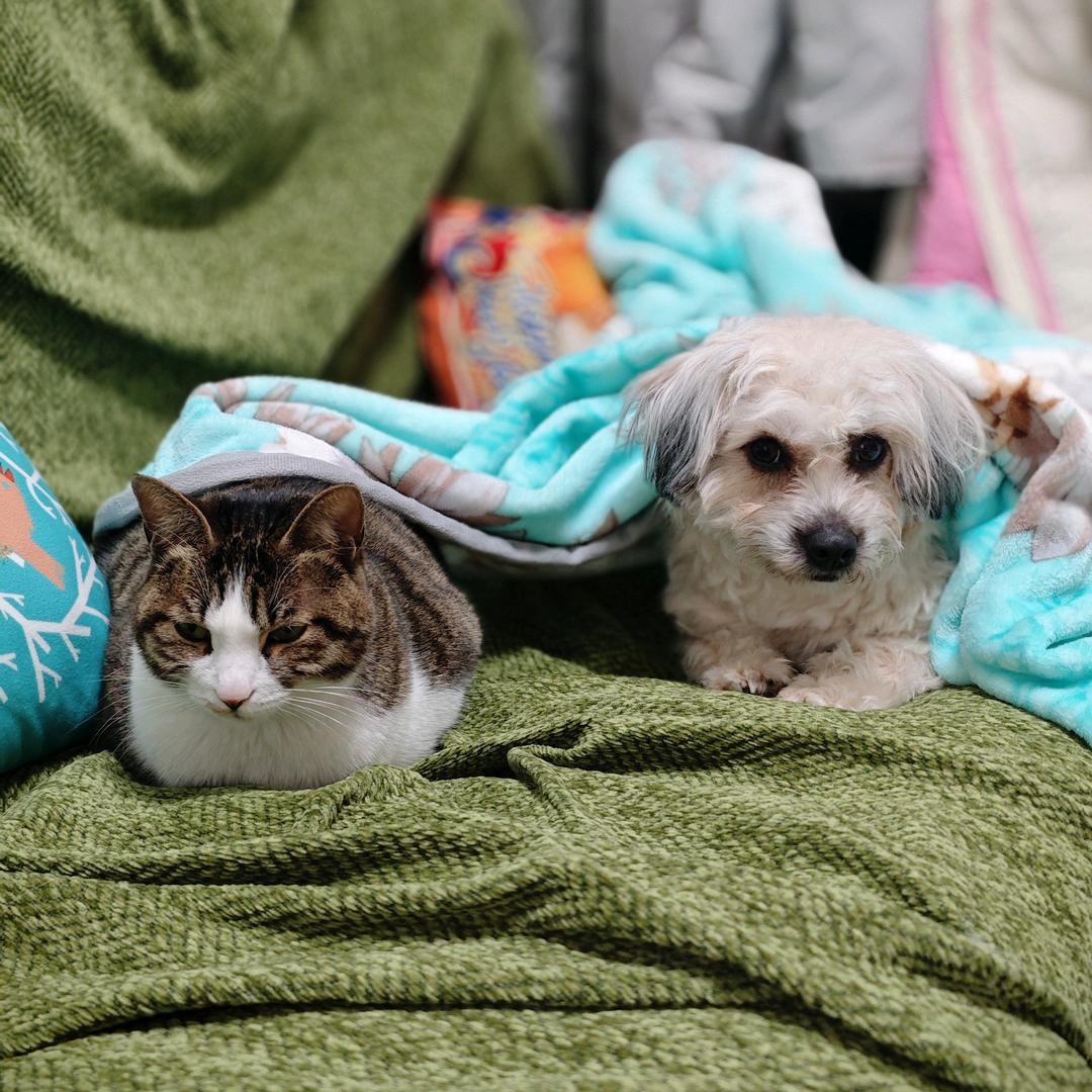 小熊猫不胖胖