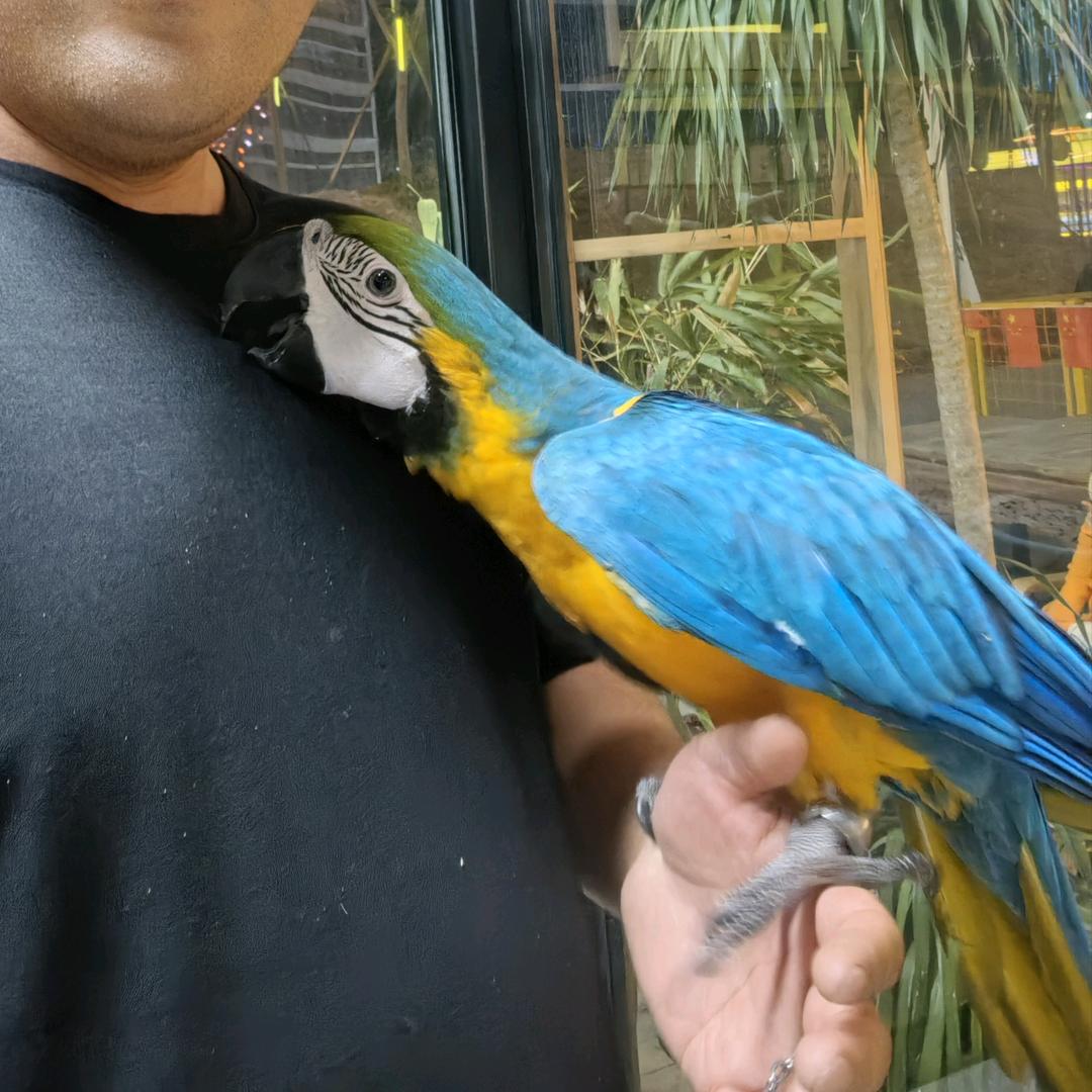 商丘光头张鹦鹉养殖基地