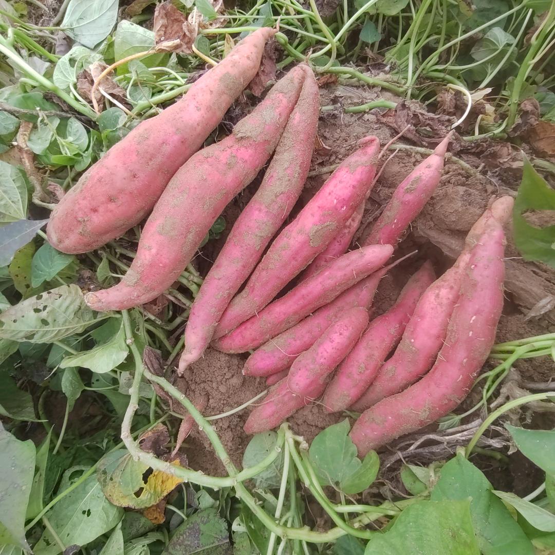 薯@你最棒🍠🍠